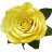 Брошь-роза из фоамирана, 11 см, арт. QS-ROFOM-003