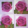 Салфетка для декупажа "Розовый бутон", квадрат, размер 33х33 см, 3 слоя