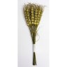 Декоративный букетик "Колоски пшеницы" (12 колосков), DKB033