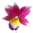 Набор для создания 3-х цветков орхидеи "Каттлея" (на проволоке), 21 элемент, арт.TLND-028