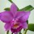 Лепестки орхидеи "Каттлея" боковые сиренево-желтые (на проволоке), 5х3 см, 10 шт., арт.TLND-021