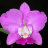 Лепестки орхидеи "Каттлея" боковые сиренево-желтые (на проволоке), 5х3 см, 10 шт., арт.TLND-021