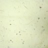 Корейская бумага ханди ручной выделки, светло желтый с вкраплением натуральных листьев, лист А4+, арт. 7092